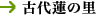 �Ñ�@�̗�
