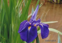 �Ҋ�